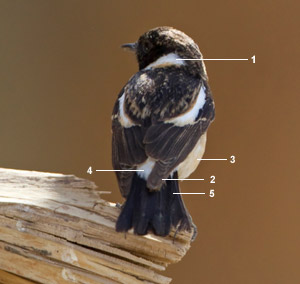 Tarier de Sibérie (Saxicola maurus maurus) mâle en automne