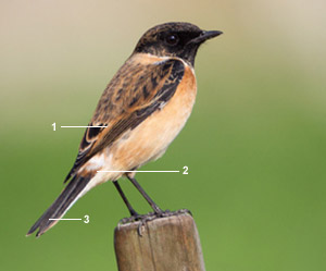 Tarier de Stejneger (Saxicola stejnegeri) mâle adulte en automne