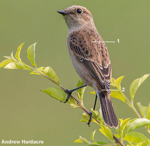 Tarier de Stejneger (Saxicola stejnegeri) femelle