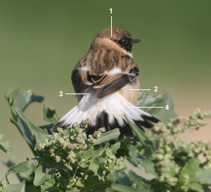 Tarier de la Caspienne (Saxicola maurus variegatus) mâle au printemps