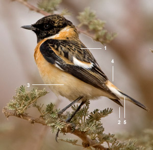 Tarier de la Caspienne (Saxicola maurus variegatus) mâle au printemps