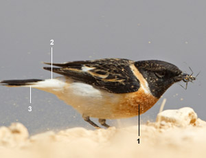 Tarier de la Caspienne (Saxicola maurus variegatus) mâle au printemps