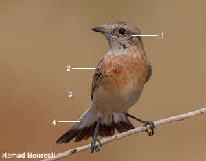 Tarier de la Caspienne (<em>Saxicola maurus variegatus</em>) mâle de premier hiver