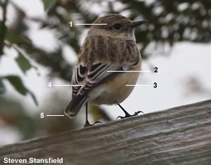 Tarier de Sibérie (Saxicola maurus maurus) premier hiver