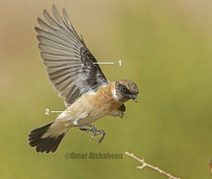 Tarier de Sibérie (Saxicola maurus maurus) mâle en automne