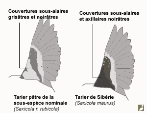 Comparaison du dessous des ailes des Tariers pâtre et de Sibérie