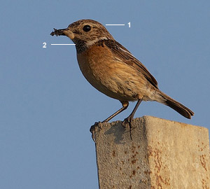 Tarier pâtre “continental“ (Saxicola rubicola rubicola) femelle