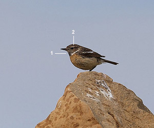 Tarier pâtre “continental“ (Saxicola rubicola rubicola) femelle