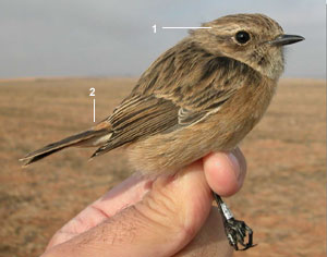 Tarier pâtre “continental“ (Saxicola rubicola rubicola) femelle de premier hiver