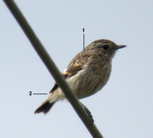 Tarier pâtre “continental“ (Saxicola rubicola rubicola) juvénile