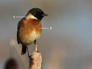 Tarier pâtre “continental“ (Saxicola rubicola rubicola) mâle