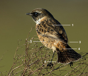 Tarier pâtre “continental“ (Saxicola rubicola rubicola) mâle en hiver