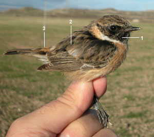 Tarier pâtre “continental“ (Saxicola rubicola rubicola) mâle de premier hiver