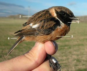 Tarier pâtre “continental“ (Saxicola rubicola rubicola) mâle adulte en hiver