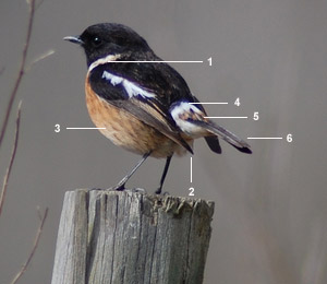 Tarier pâtre “continental“ (Saxicola rubicola rubicola) mâle