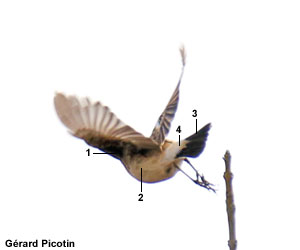 Tarier de Sibérie (Saxicola maurus) mâle de deuxième année