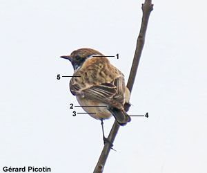 Tarier de Sibérie (Saxicola maurus) mâle de deuxième année