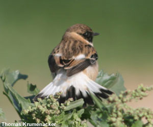 Tarier du nord de la Caspienne (Saxicola maurus variegatus) mâle en hiver en Israël