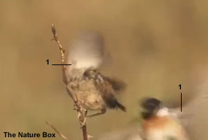 Tarier pâtre “continental“ (Saxicola rubicola rubicola) en vol