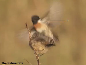 Tarier pâtre “continental“ (Saxicola rubicola rubicola) en vol