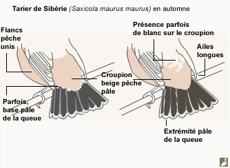 Arrières du Tarier de Sibérie en automne