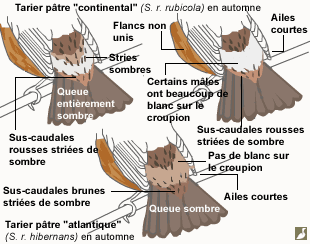 Arrières des Tariers pâtre continental et atlantique en automne