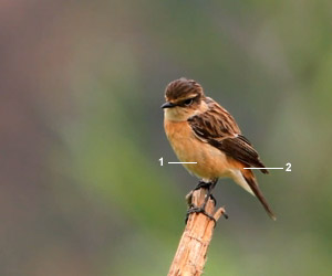 Tarier de Stejneger (Saxicola stejnegeri) femelle