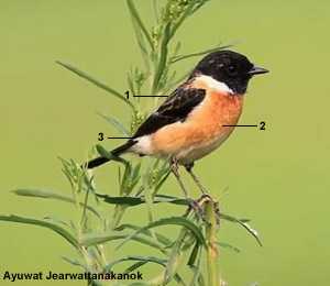 Tarier de Stejneger (Saxicola stejnegeri) mâle adulte au printemps