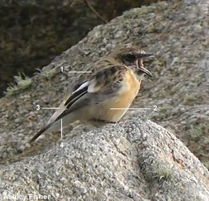 Tarier de la Caspienne (Saxicola maurus variegatus) H1