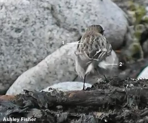 Tarier de la Caspienne (Saxicola maurus variegatus) H1