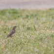 Torcol fourmilier en Camargue